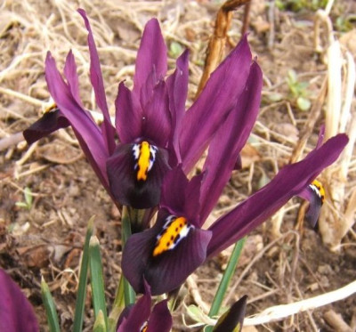 Iris_reticulata_vielleicht_George.JPG