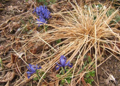 Iris_reticulata_mit_Saml.JPG