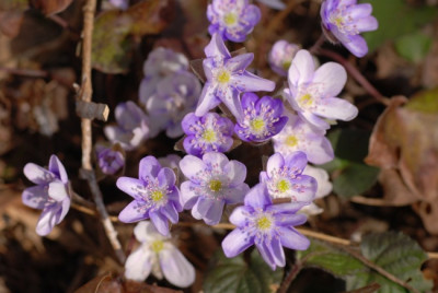 hepatica_kat_2010_maerz_04.jpg