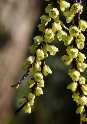 stachyurus_chinensis_celina_rB.jpg