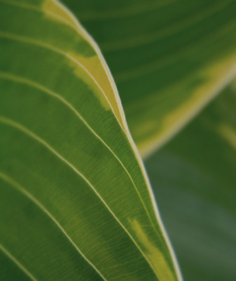 hosta_sagae_1.jpg