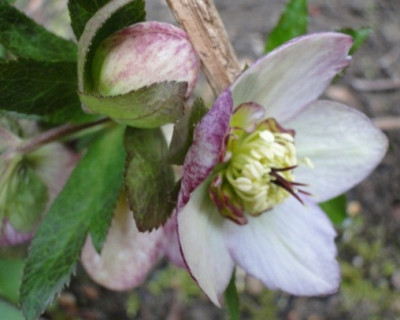 4._April_2010.JPG