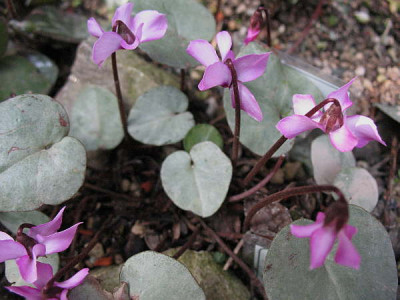 Cyclamen_coum_Picotee__16.3.11._009.jpg
