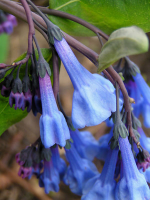 mertensia_virg_.jpg