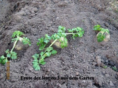 Die_letzten_drei.jpg