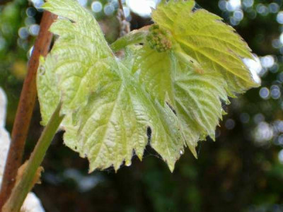 wein_april.jpg