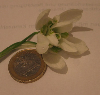 Giantgalanthus-ax1.jpg