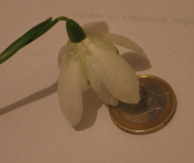 giantgalanthus-ax2.jpg