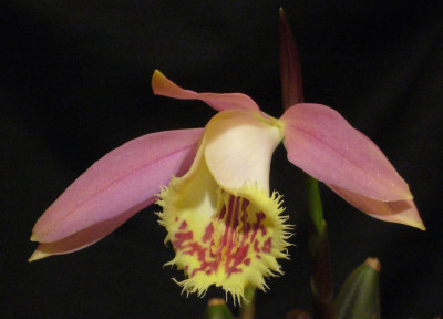 Pleione_Zeus_Weinstein_A_1000x1000_80KB.jpg