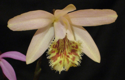 Pleione_Bromo_A_1000x1000_80KB.jpg