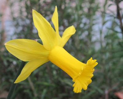 narcissus_unbek.jpg