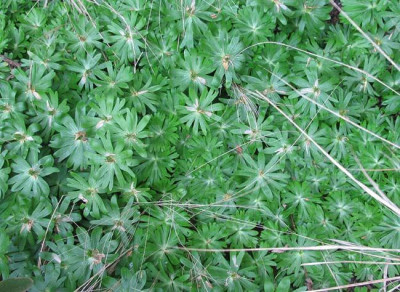 eranthis_plage.jpg