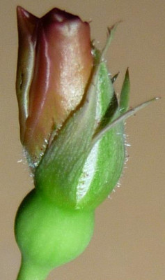 BFxAsch2_01.JPG