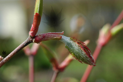acer_pseudosieboldianum_01.jpg
