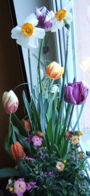 Fensterbankfruhling_18-3-11.JPG
