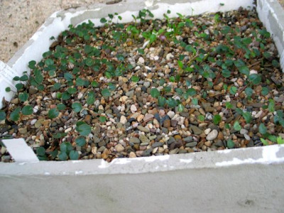 cycl.-coum-kaukasus.jpg