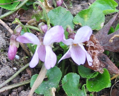 Viola_odorata_rosa.jpg