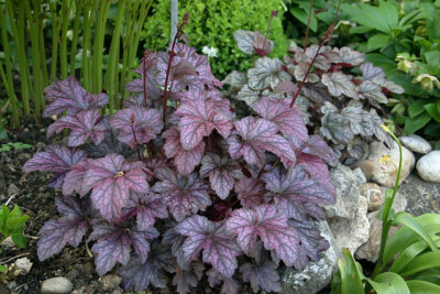 Heuchera2310.jpg