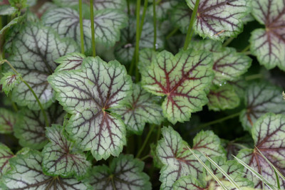 Heuchera2510a.jpg