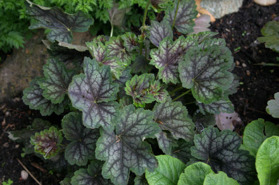Heuchera1808a.jpg