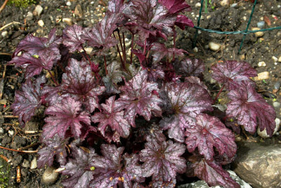 Heuchera2210a.jpg