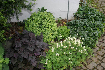 Heuchera2108a.jpg