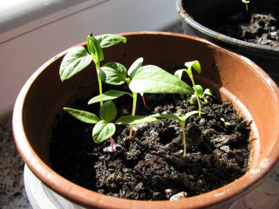 K800_IMG_2033.JPG