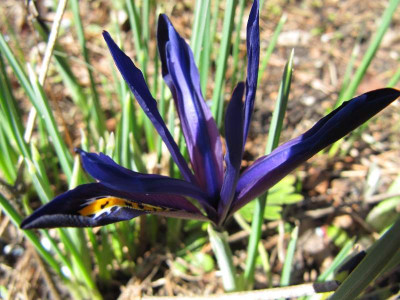 Iris_histroides_welche__110319.jpg