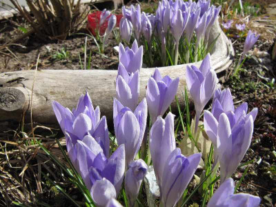 Crocus_Vanguard_110319.jpg