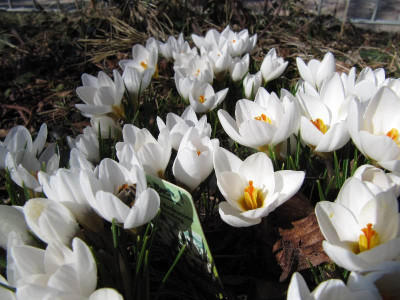 Crocus_Snow_Bunting_110319.jpg