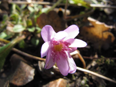 Hepatica_Schwanensee_110319.jpg