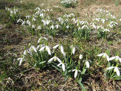 Schneeglockchen_MGP_110319.jpg