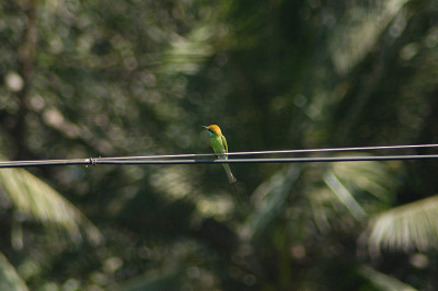 ben_bee_eater_10203.jpg