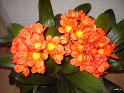 PICT5559-1.JPG