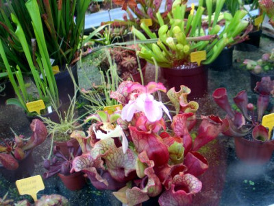 Bot.Garten-carni.jpg