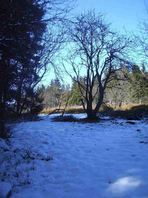 Schnee_Kleiner_Feldberg_20.03.11_2.jpg