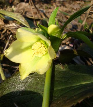 Helleborus_odorus2.jpg