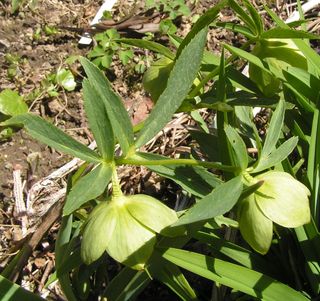 Helleborus_sp.jpg