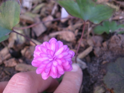 GARTEN_057.jpg