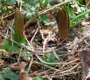 fritillaria_2011ax.jpg