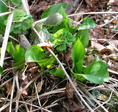 arum-m2011.jpg