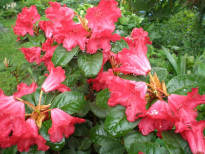 Rhododendron_repens_Scarlet_Wonder_ea.jpg