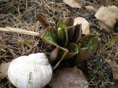 Erythronium_welches_2011ea.jpg