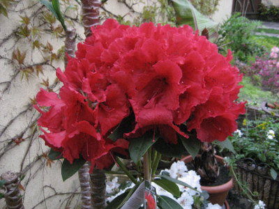 2010-05-20_Red_Jack2.jpg