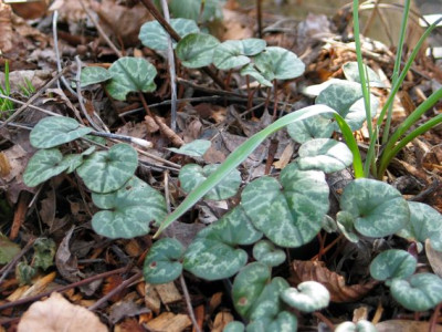 C.cilicium-2011.jpg