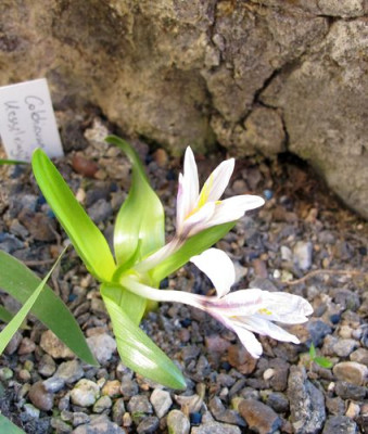 Colchicum_kesselringii_2_fars_2011.jpg