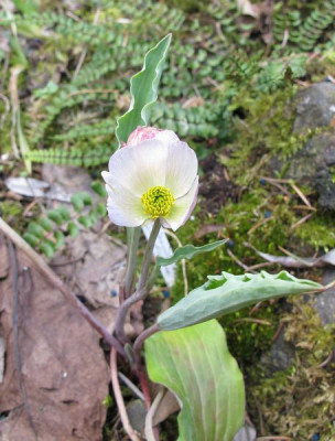 Ranunculus_calandrinoides_fars_2011.jpg