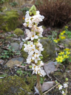 Daphne_mezereum_alba_fars_2011.jpg
