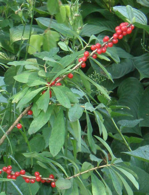Daphne_mezereum_Beeren_2010ea.jpg