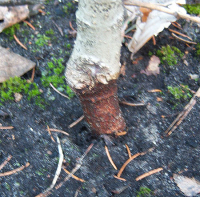Parrotiopsis.jpg